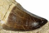 Rooted Mosasaur (Prognathodon) Tooth - Morocco #265846-1